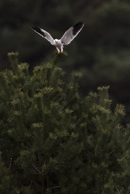 Black-winged Kite / Grijze Wouw