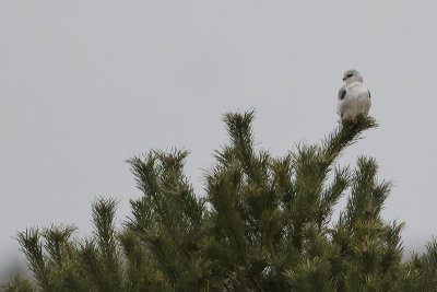 Black-winged Kite / Grijze Wouw