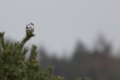 Black-winged Kite / Grijze Wouw