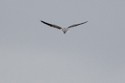 Black-winged Kite / Grijze Wouw