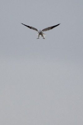 Black-winged Kite / Grijze Wouw