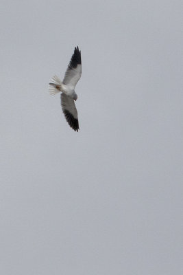 Black-winged Kite / Grijze Wouw