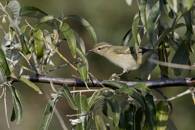 Hume's Leaf Warbler / Humes Bladkoning