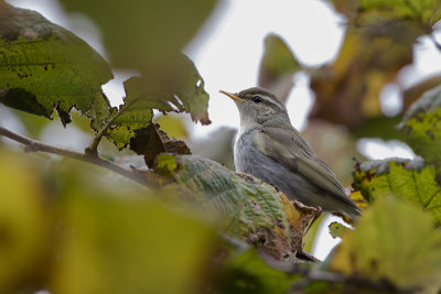 Arctic Warbler / Noordse Boszanger