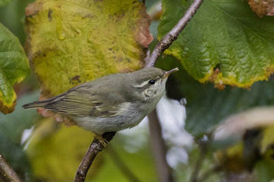 Arctic Warbler / Noordse Boszanger