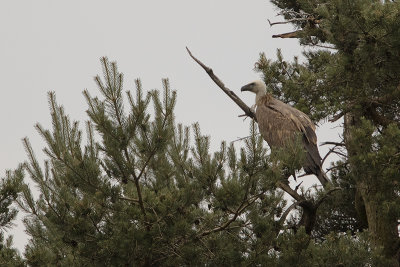 Griffon Vulture / Vale Gier
