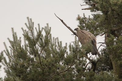 Griffon Vulture / Vale Gier