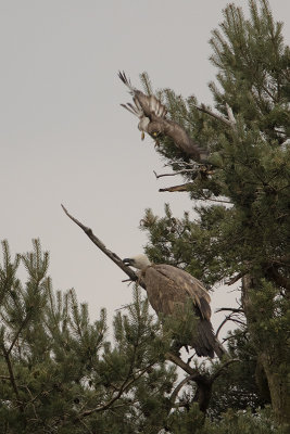 Griffon Vulture / Vale Gier
