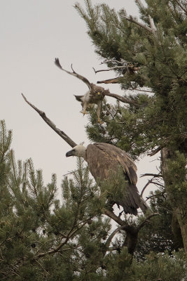 Griffon Vulture / Vale Gier