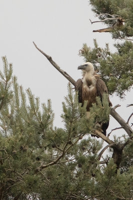 Griffon Vulture / Vale Gier