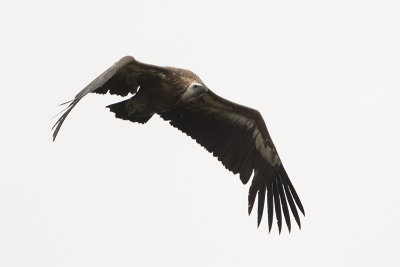 Griffon Vulture / Vale Gier
