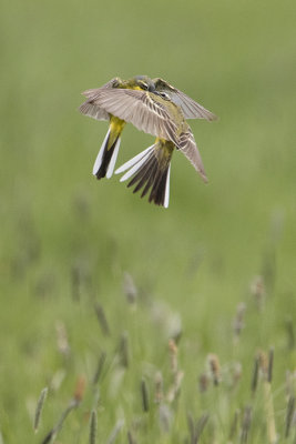 Yellow Wagtail / Gele Kwikstaart