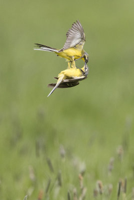 Yellow Wagtail / Gele Kwikstaart