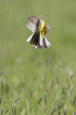 Yellow Wagtail / Gele Kwikstaart
