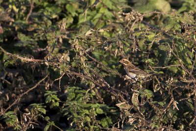 Rustic Bunting / Bosgors