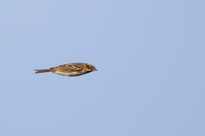 Rustic Bunting / Bosgors