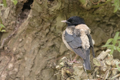 Rosy Starling / Roze Spreeuw