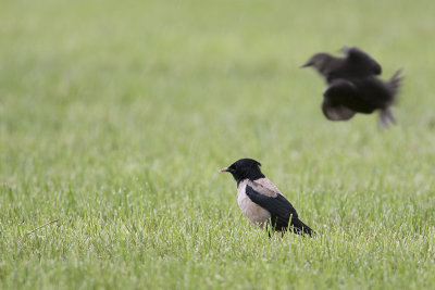 Rosy Starling / Roze Spreeuw