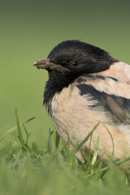 Rosy Starling / Roze Spreeuw