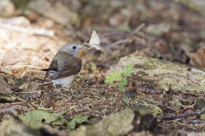 Red-breasted Flycatcher / Kleine Vliegenvanger