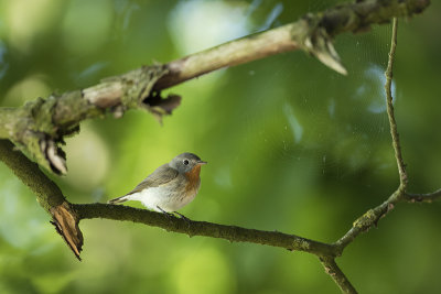 Red-breasted Flycatcher / Kleine Vliegenvanger