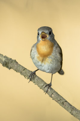 Red-breasted Flycatcher / Kleine Vliegenvanger