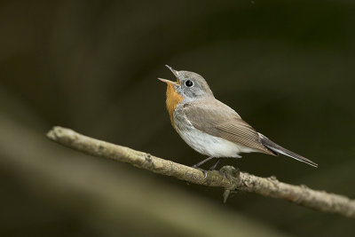 Red-breasted Flycatcher / Kleine Vliegenvanger