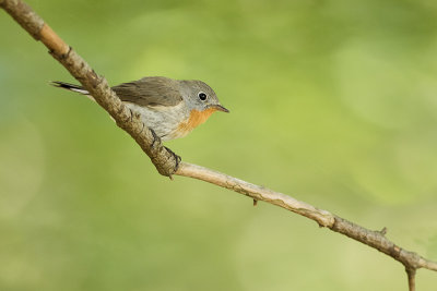 Red-breasted Flycatcher / Kleine Vliegenvanger
