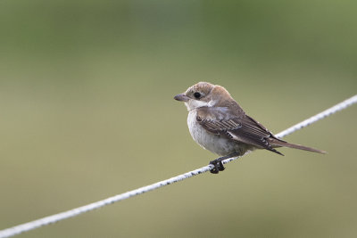 Woodchat Shrike / Roodkopklauwier