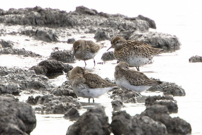 Sharp-tailed Sandpiper / Siberische Strandloper