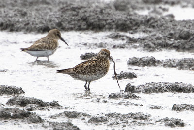 Sharp-tailed Sandpiper / Siberische Strandloper