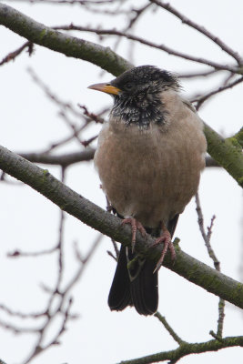 Rosy Starling / Roze Spreeuw