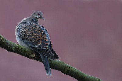 Rufous Turtle Dove / Oosterse Tortel