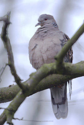 Rufous Turtle Dove / Oosterse Tortel