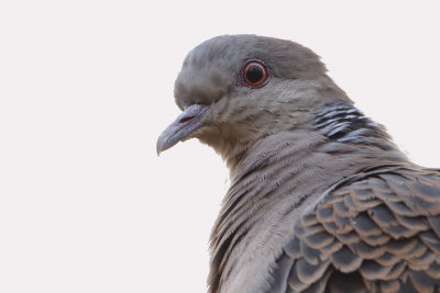 Rufous Turtle Dove / Oosterse Tortel