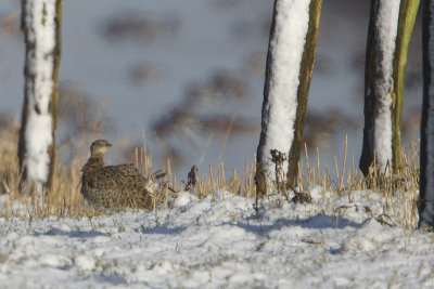Little Bustard / Kleine Trap