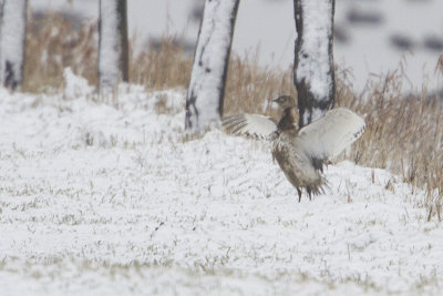 Little Bustard / Kleine Trap