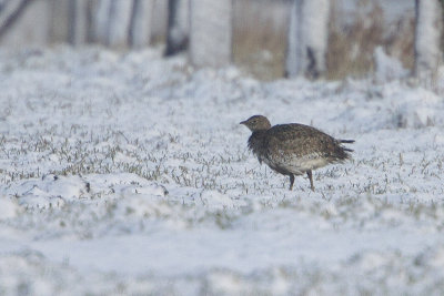 Little Bustard / Kleine Trap