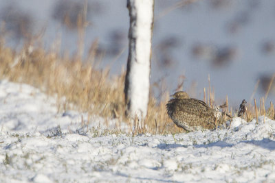 Little Bustard / Kleine Trap