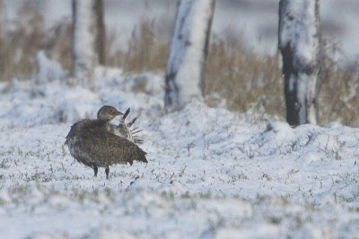 Little Bustard / Kleine Trap