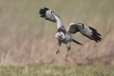 Common Buzzard / Buizerd