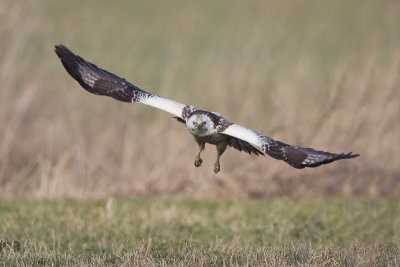Common Buzzard / Buizerd