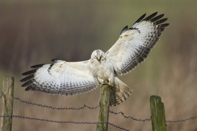 Common Buzzard / Buizerd