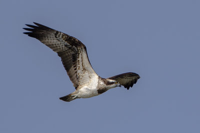 Osprey / Visarend