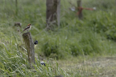 Woodchat Shrike / Roodkopklauwier