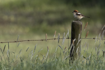 Woodchat Shrike / Roodkopklauwier