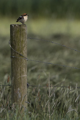 Woodchat Shrike / Roodkopklauwier