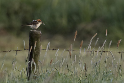 Woodchat Shrike / Roodkopklauwier