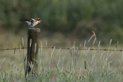 Woodchat Shrike / Roodkopklauwier