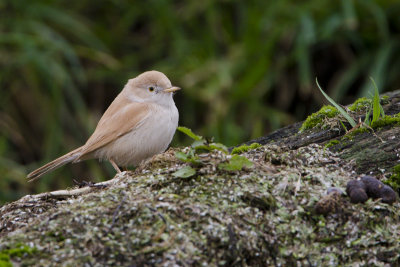 African Desert Warbler / Afrikaanse Woestijngrasmus